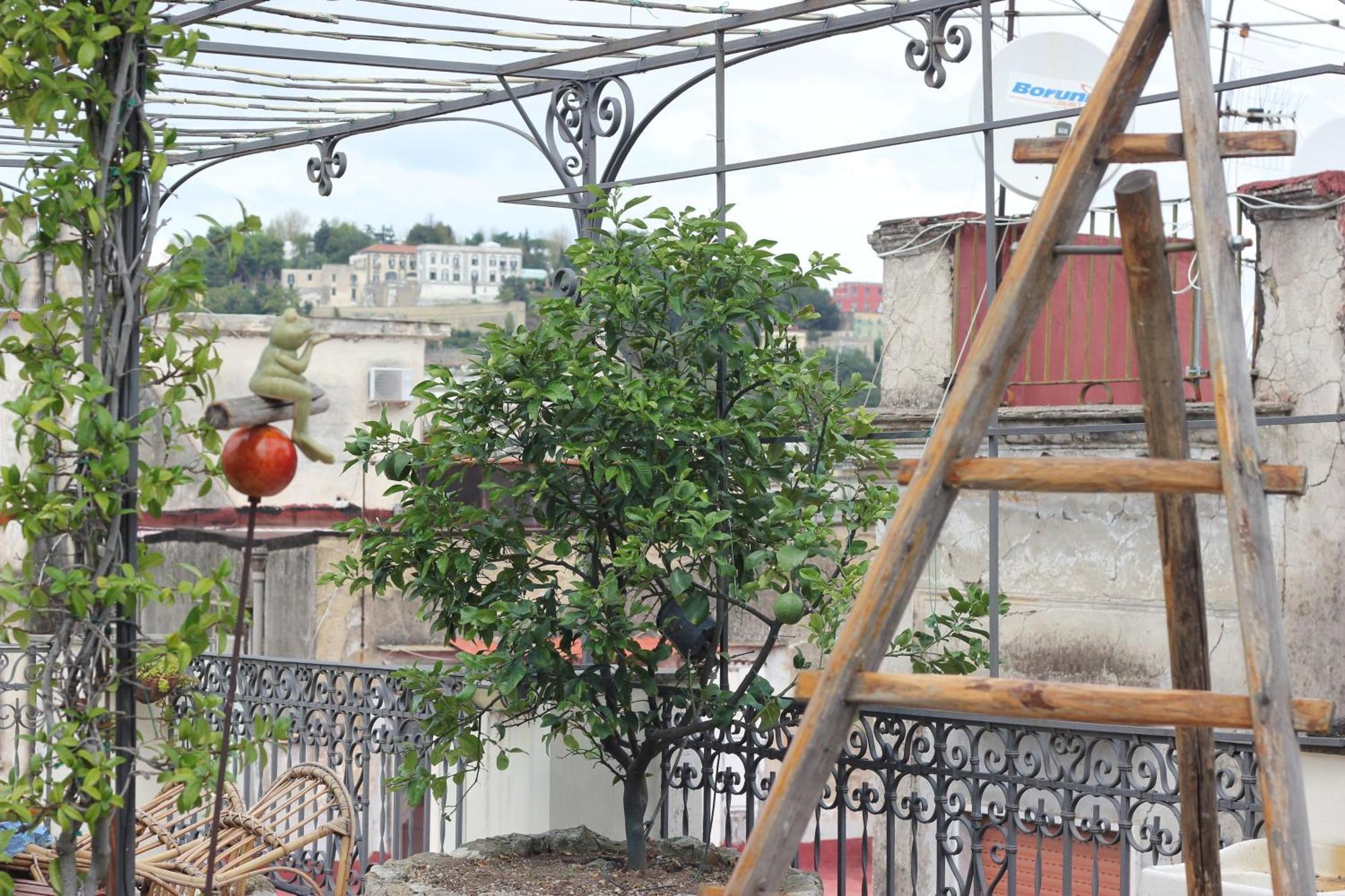 Lemon Tree Terrace Apartment Naples Exterior photo